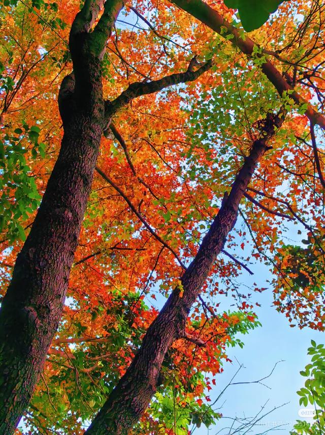 广东哪里赏秋？四条绝美自驾路线遇见南国红叶黄叶