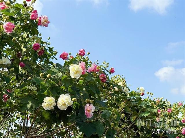 芙蓉映秋景！内江300米“鲜花大道”走红