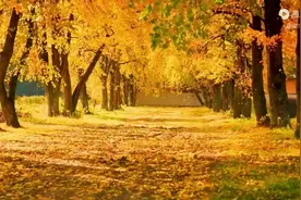 太极瑜伽打坐禅修伴奏曲，古琴禅音《寂寥清秋》加长版，缥缈空灵图片