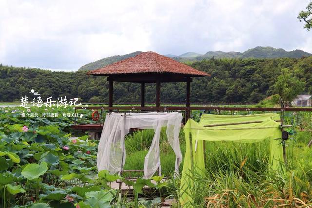 浙江宁波这片秘境又到最美时，百亩荷花美如画，金鸡菊花海也很美