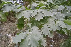 乌市植物园树上的果子唰唰往下掉，随手捡了几个，有人认识吗？图片