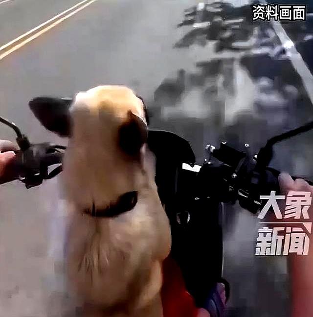 狗狗被送人后冒雨跑十几公里回家！狗主人：再也不会送人了！