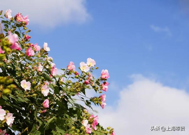 山河入秋，奉城尽染！