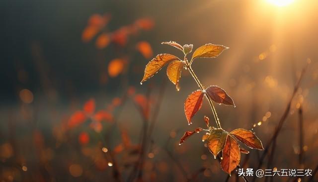 “上午处暑凉嗖嗖，下午处暑热得哭”，今年处暑在几点？答案来了