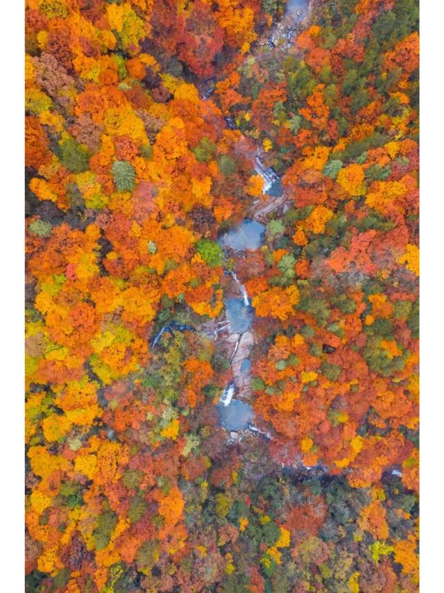 听劝！别再去光雾山米仓山人挤人，红叶没有啦！