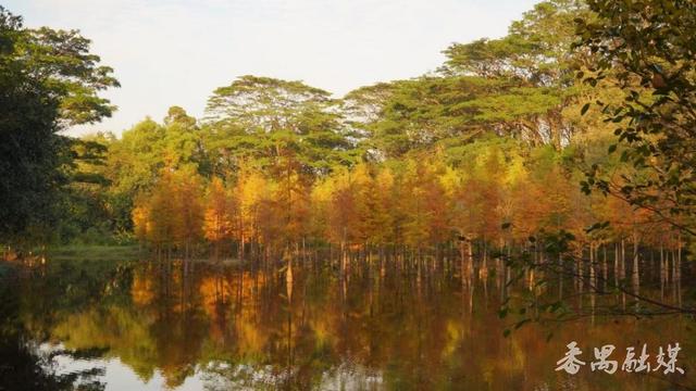 绝美！大夫山落羽杉林霸屏朋友圈