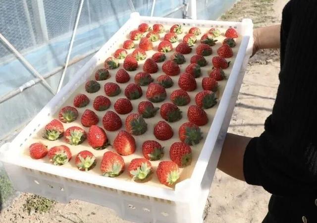 长三角果香正浓！快到这些当季采摘点位探“鲜”吧~