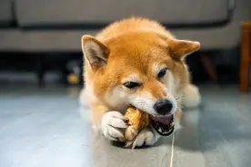 重庆全家离家出走，只剩下56岁大爷一人，连家狗都带着离开了。图片