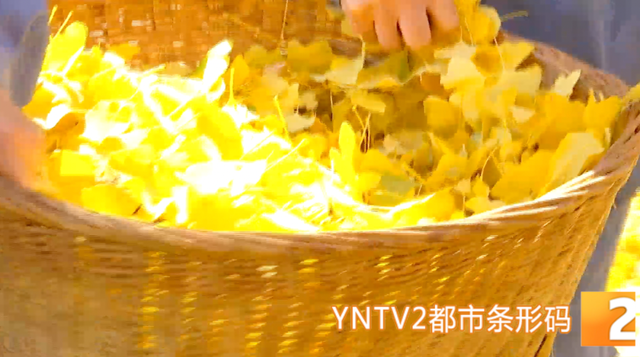 “金毯”已铺！云大这条网红大道的浪漫，藏着一份宠爱