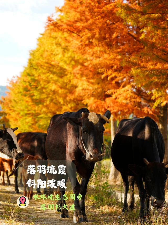 秋景丨 金色昌宁向您发出秋游之邀