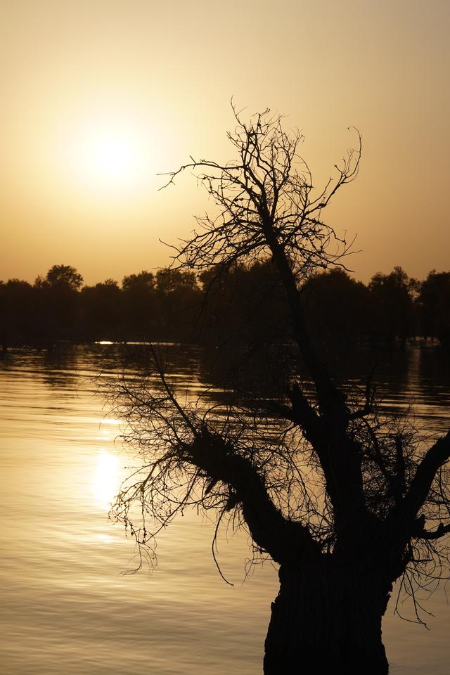 沙雅沙雁洲｜胡杨作画、河水为诗，这里藏着南疆秋天最热烈的模样