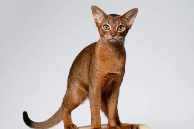 全世界100个宠物猫品种大赏！