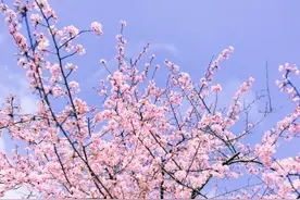 游园、消费、娱乐……3月8日妇女节这些精彩活动等你参与→图片