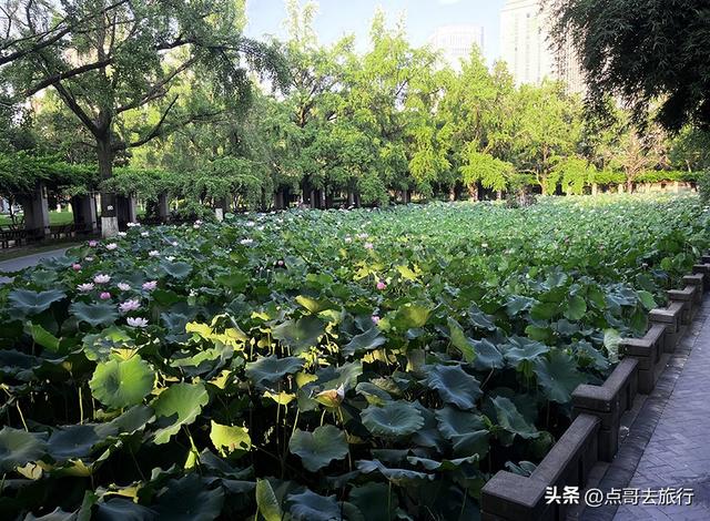 成都第二波荷花开了，环境清凉，比第一波更震撼人心，不要门票！
