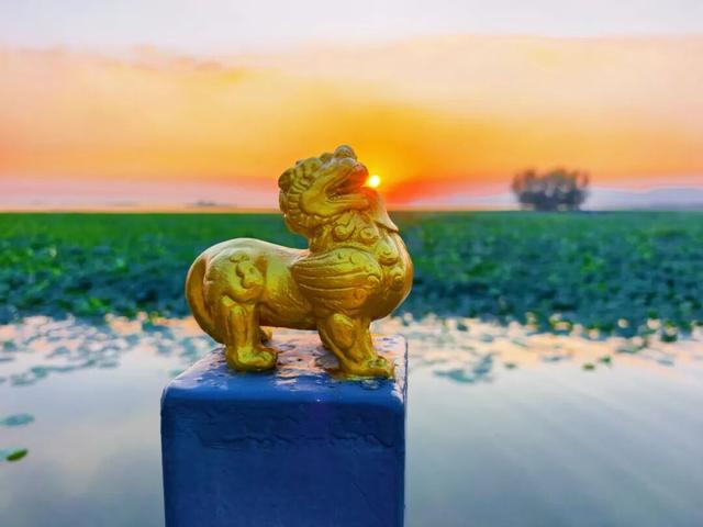 围观！滕州微山湖红荷湿地免门票活动仍在继续，速来打卡！