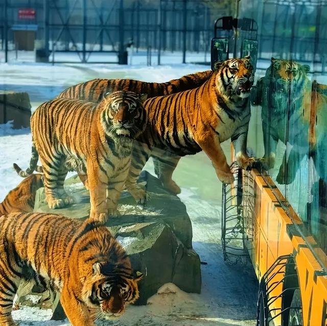 玩雪、探城、超能特训！三条路线解锁冬日研学之旅