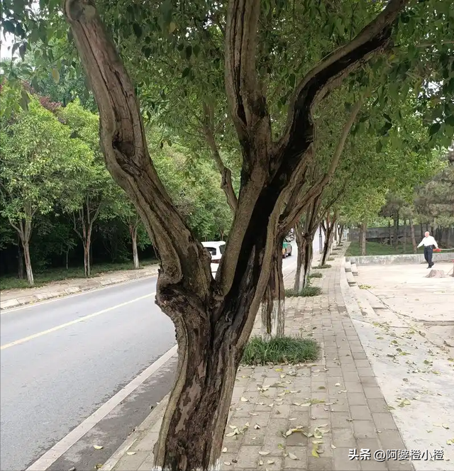 突发！武侯祠百年古柳轰然倒伏，两名游客被砸送医，现场细节曝光