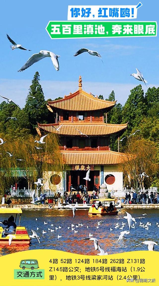 2025最新观鸥地图：这些地方“鸥”气值MAX，拍照直接封神！