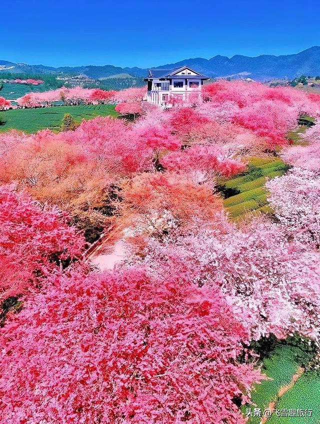 春暖花开，正是赏花好时节，这份三月赏花路线图请收好