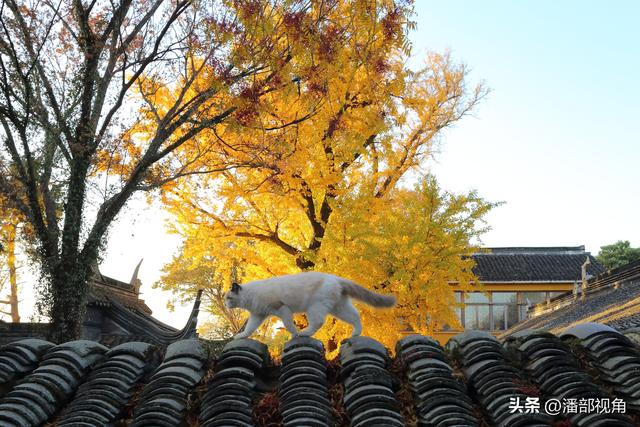 苏州石壁永慧寺，冬日金灿灿的世界，这里的古银杏和寺庙完美组合