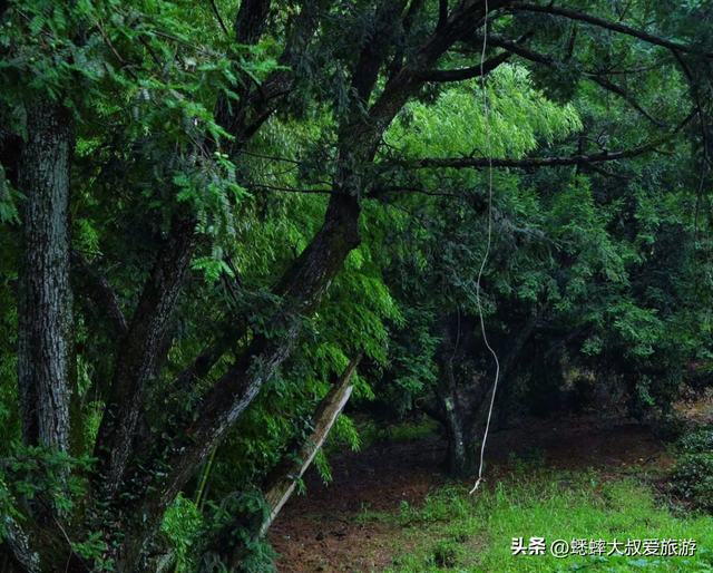江浙沪私藏地太赞了，拥有古道和水杉林，一路绿色暴击，快来征服