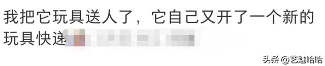 有没有被宠物智商震惊过？网友：那一刻显得我情商还没它高