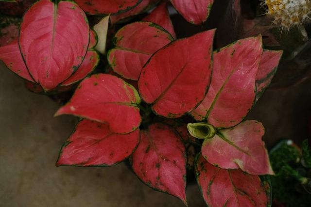 新手如意皇后养护全攻略，避坑秘诀都在这！