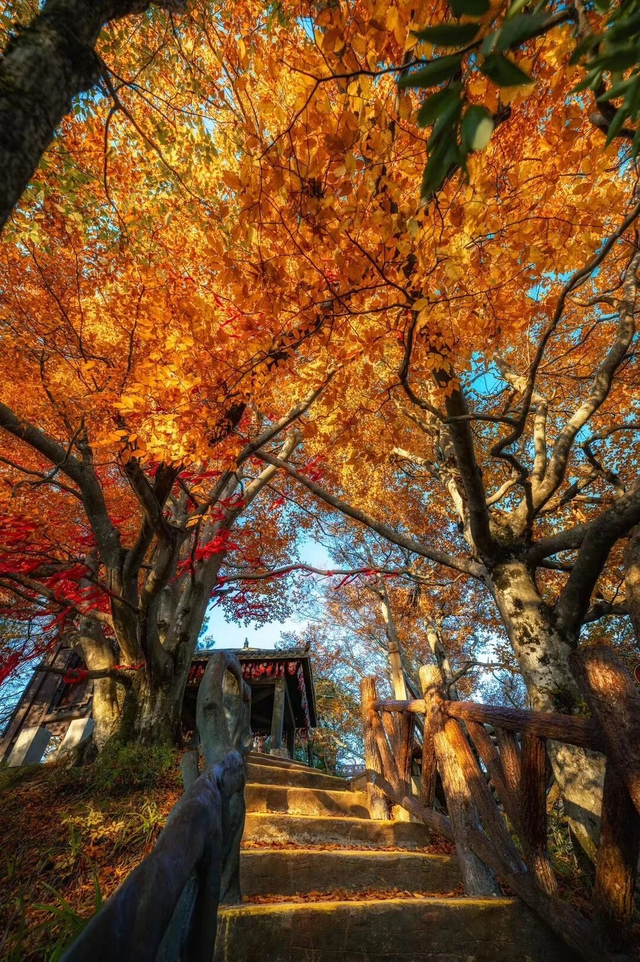 追了光雾山的红叶，这个秋天没白过！