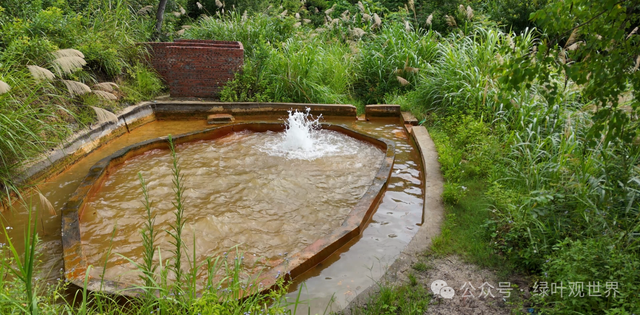 广东梅州大山奇怪的水池，水池出水量巨大，喷涌出黄褐色的液体