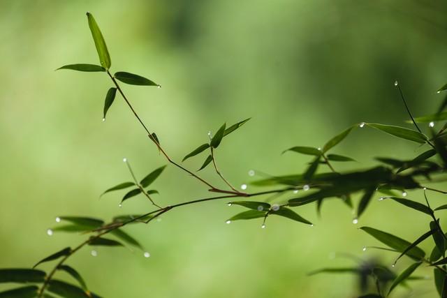 昨夜与君过竹林