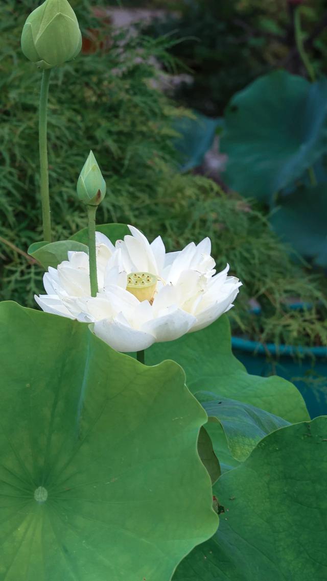 “荷”你相遇！惊艳了这个夏至~