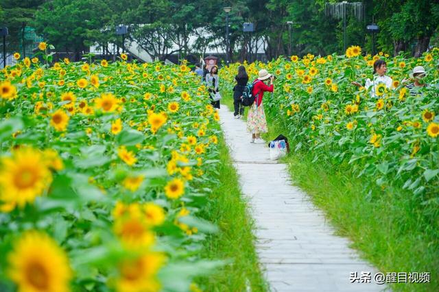秋日顺德：花海绽放，感受岭南文化精致小城魅力