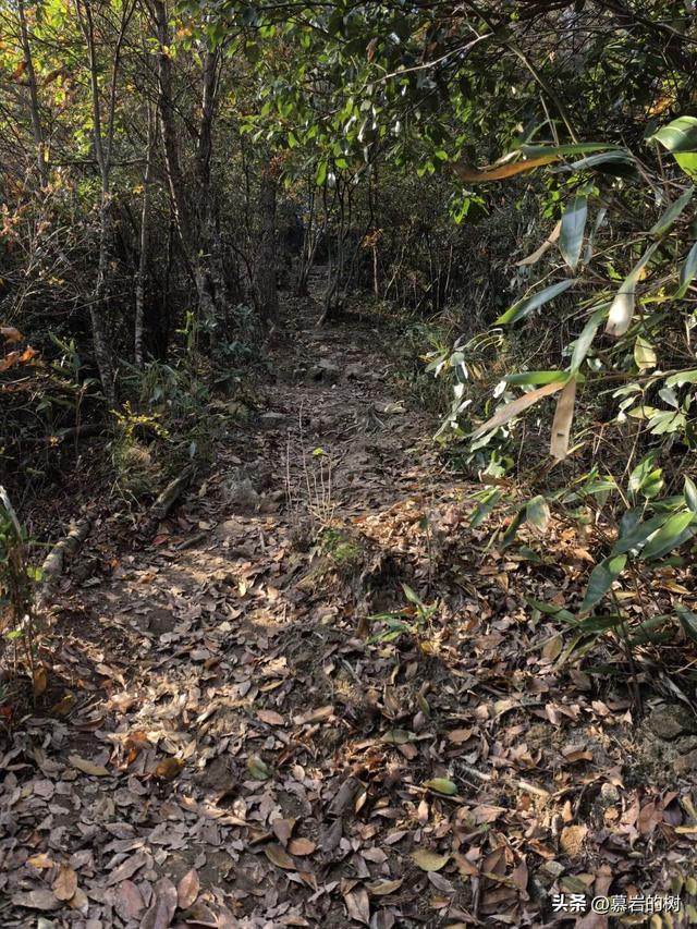 衢州老鹰石游步道，竹林里的徒步登山道