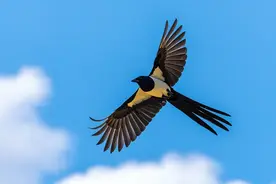 “两鸟进屋门，不富也添喜”，家里来这两种鸟千万别赶，有说法！图片