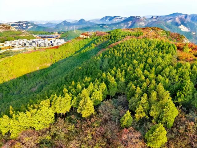 黄栌、五叶枫......济南这里将迎来赏叶黄金期