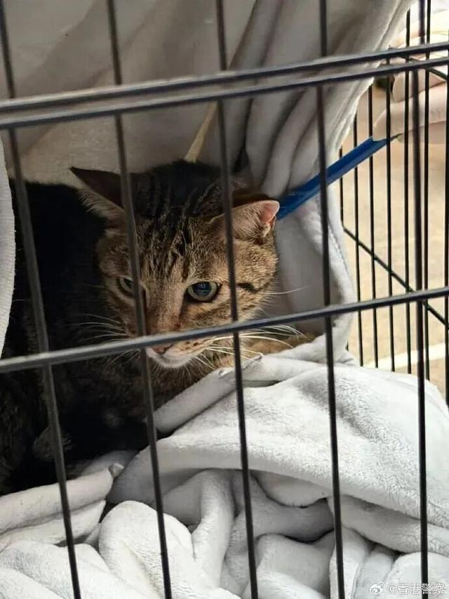 昨夜今晨 | 44岁知名品牌掌舵人去世 | “淘宝崩了”“支付宝崩了” | 女星：已立好遗嘱 | 蔡磊：准备尝试脑机接口