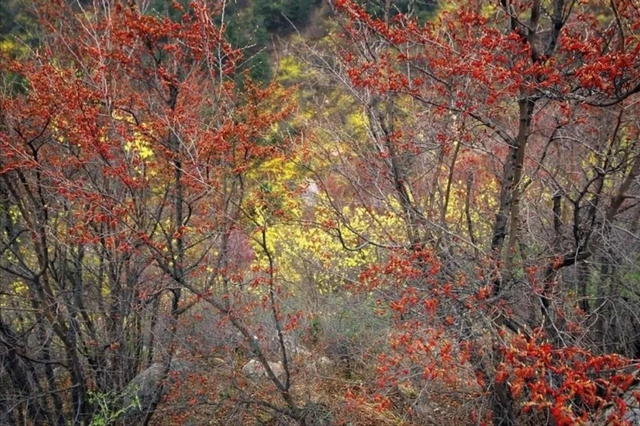 11月自驾天花板！八百里太行秋色巅峰，穿挂壁公路，邂逅红叶古村