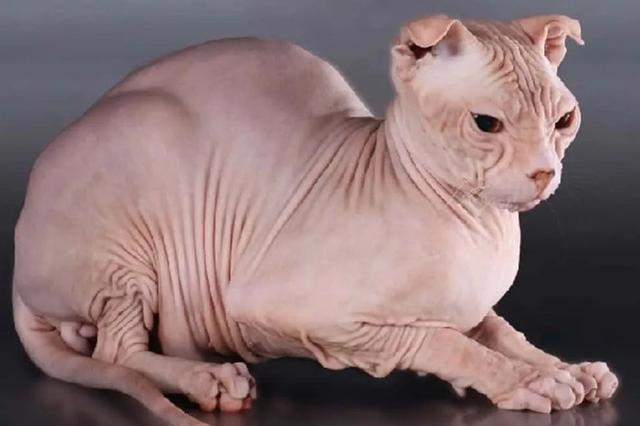 全世界100个宠物猫品种大赏！