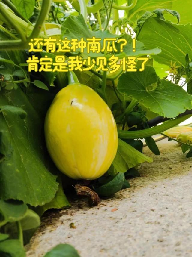 女子离家半个月，一院子南瓜“成了精”，网友：天呐，羡慕死了！