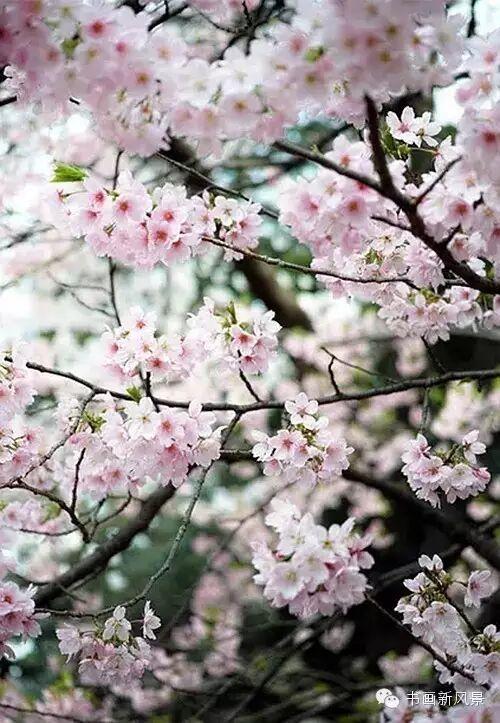 醉是春花烂漫时