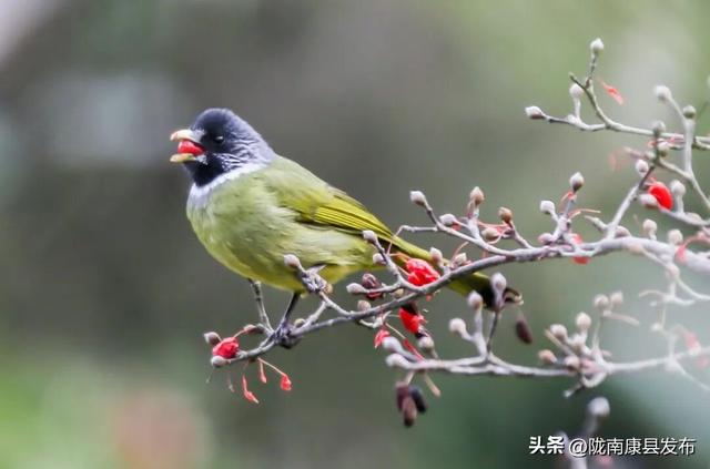 【图说康县】雪羽翩然处，皆是故乡音