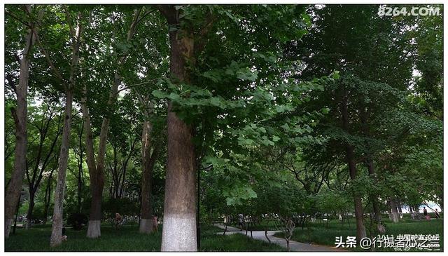 山东行游影记（18）—济南山东大学（五）