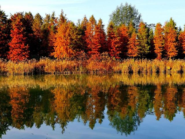 别都挤在从政坊了！洛阳还有这几处免费水杉，景美人少！