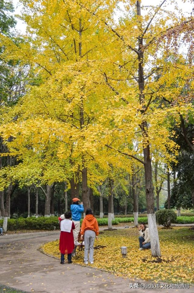 芦花不够看？江滩的银杏已经美疯了！