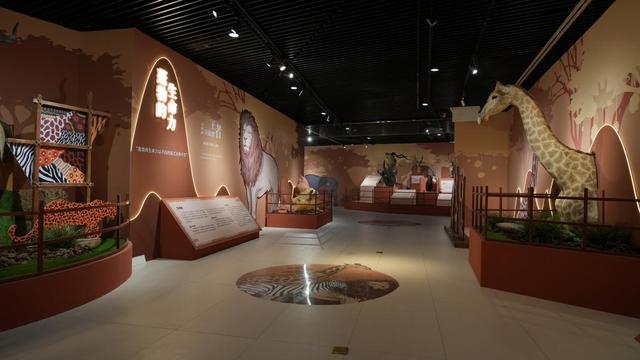 今日开展！非洲野生动物头肩标本展亮相内蒙古自然博物馆，沉浸式邂逅草原生灵
