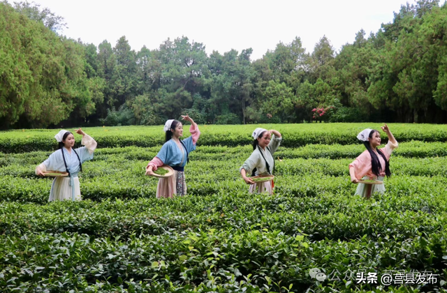 莒县文旅再焕新！浮来青“茶山牧场”开门迎客！