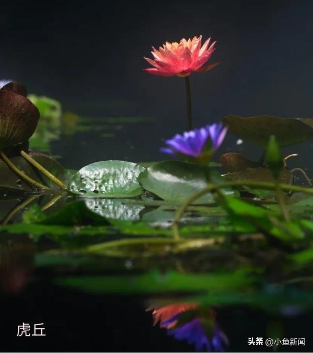 谁说夏天没花看？苏州园林偷偷美翻了！
