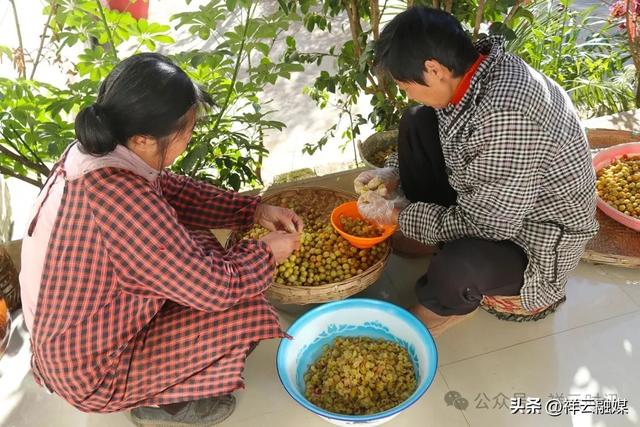 旅居祥云 | 米甸镇：橄榄好吃回味甜