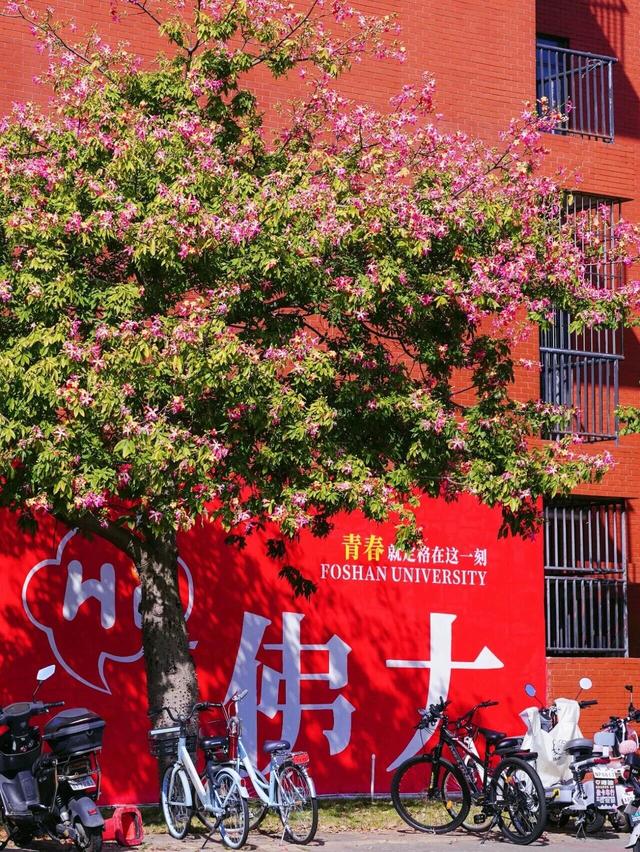 粉色异木棉盛放中！佛山五区这些观赏点，再不去就晚了