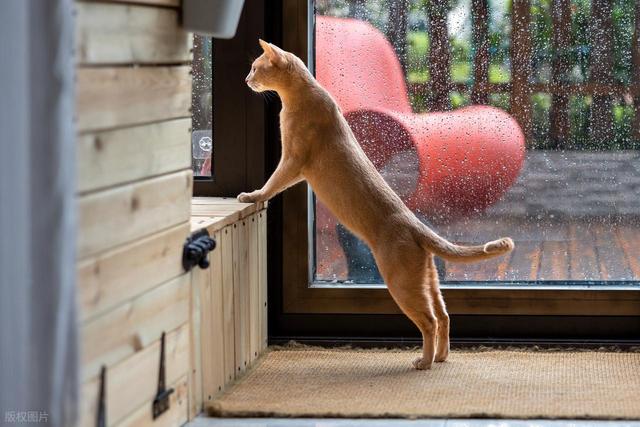 猫咪界的MBTI，快来看看你家猫咪是哪种性格，又该怎么饲养？